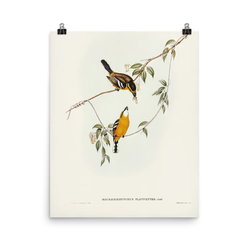 "Yellow-breasted Flycatcher" Art Print