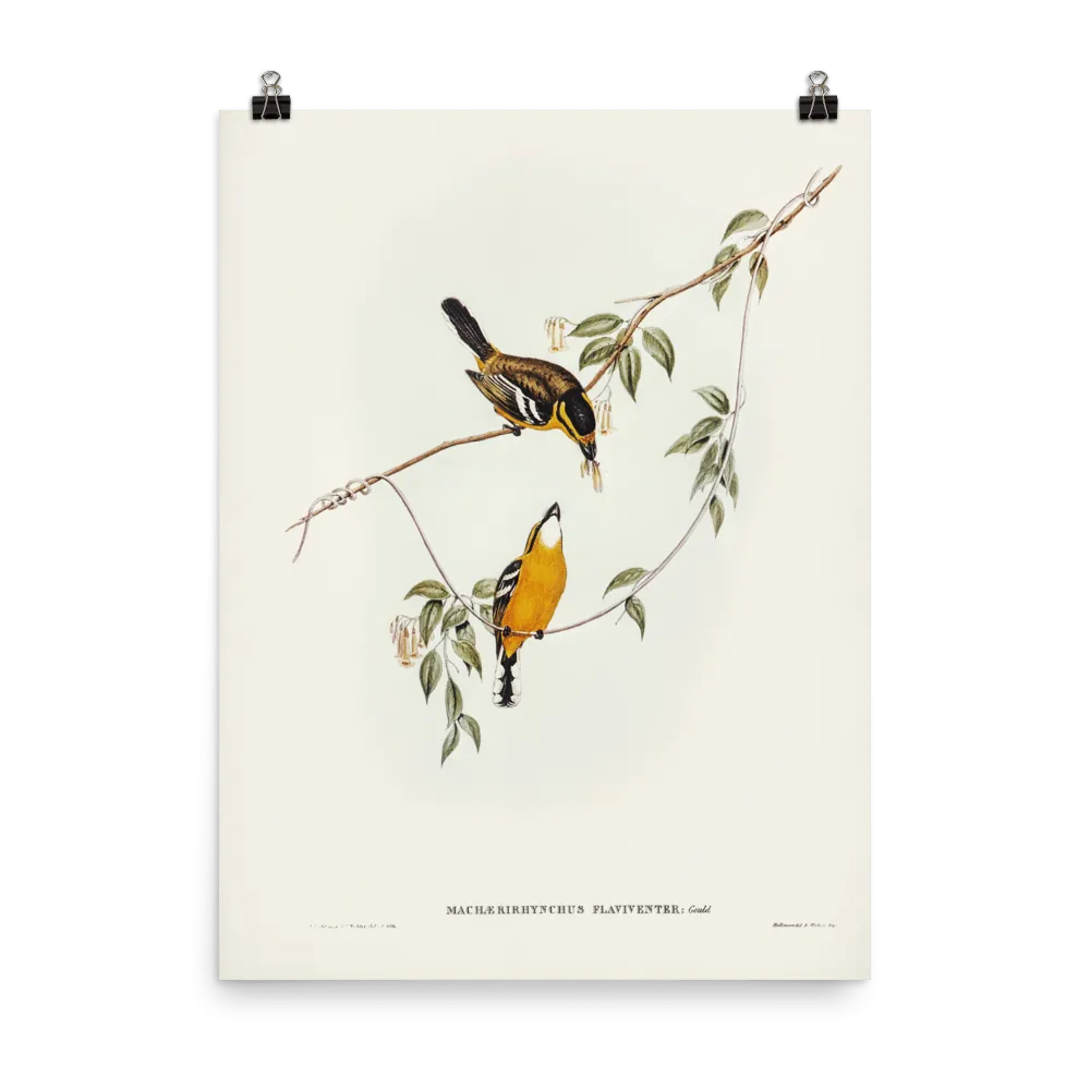 "Yellow-breasted Flycatcher" Art Print