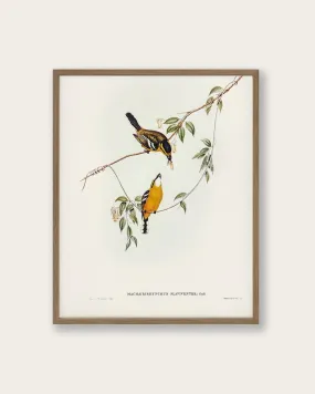 "Yellow-breasted Flycatcher" Art Print
