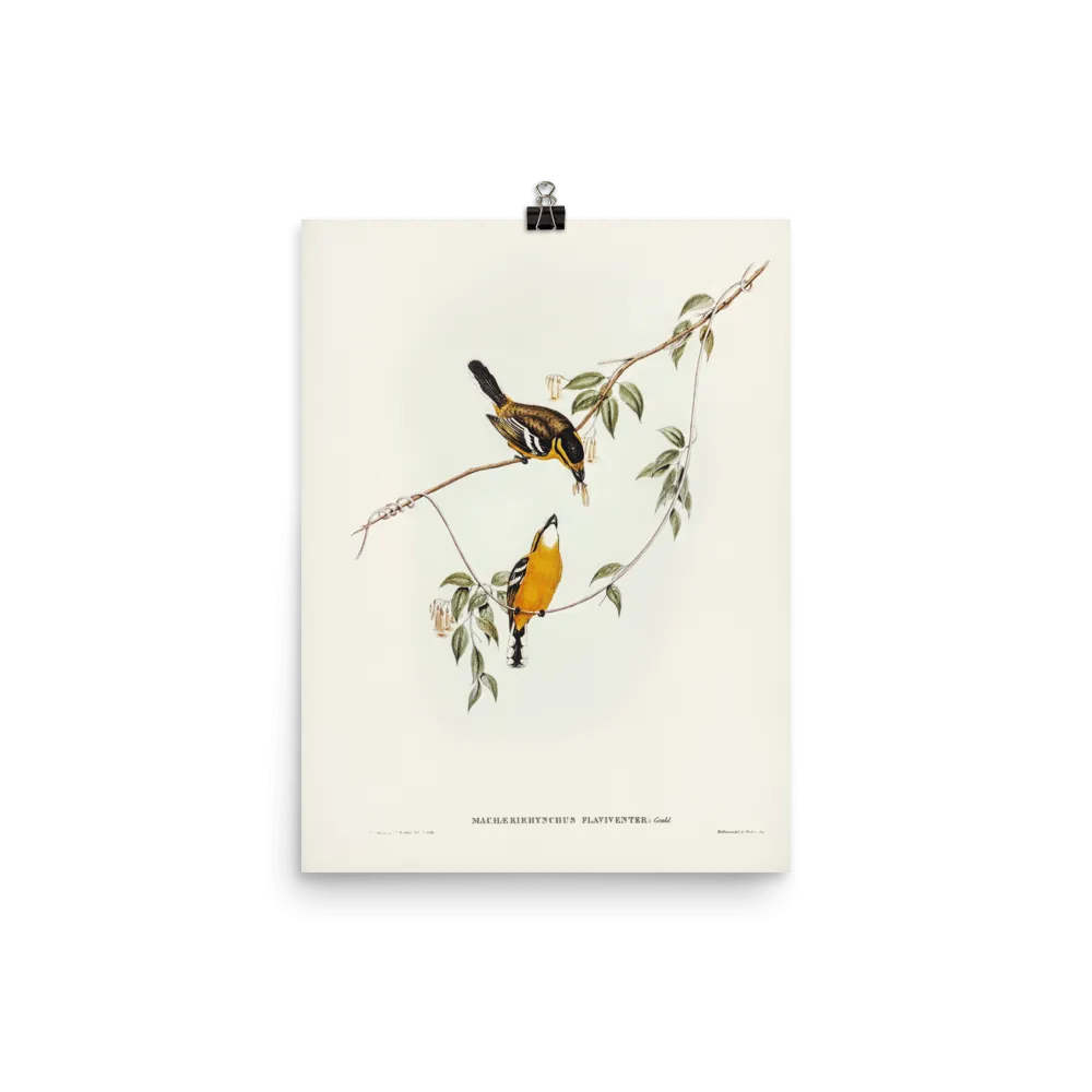 "Yellow-breasted Flycatcher" Art Print