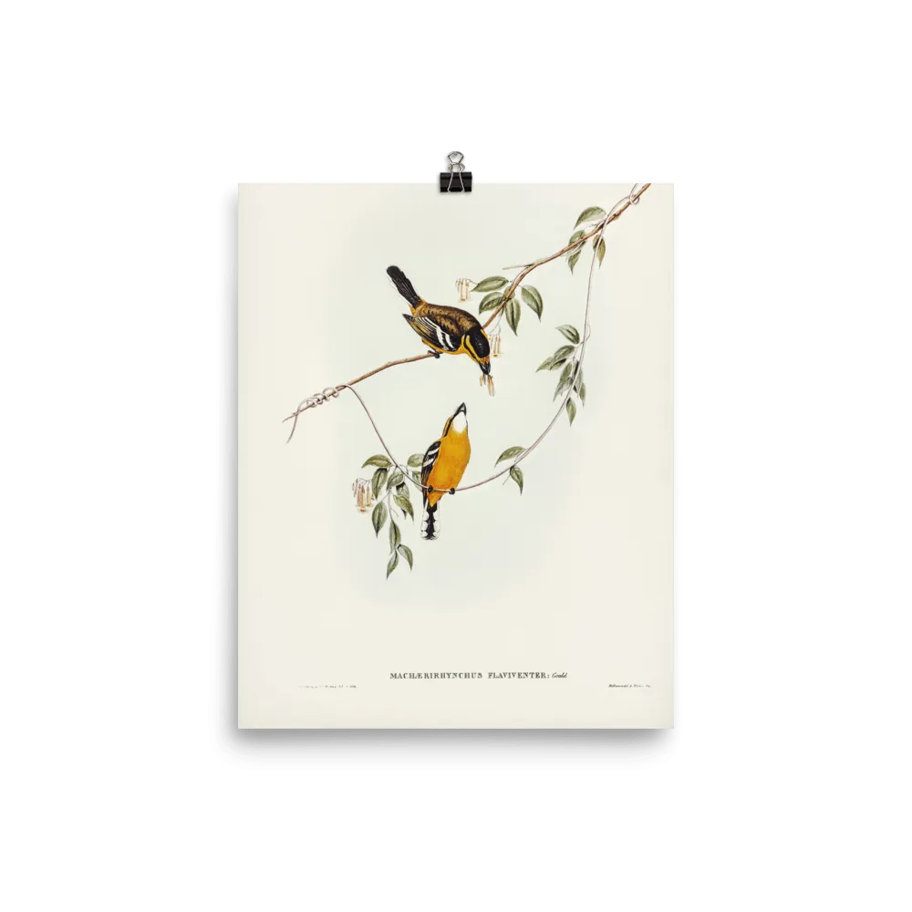 "Yellow-breasted Flycatcher" Art Print