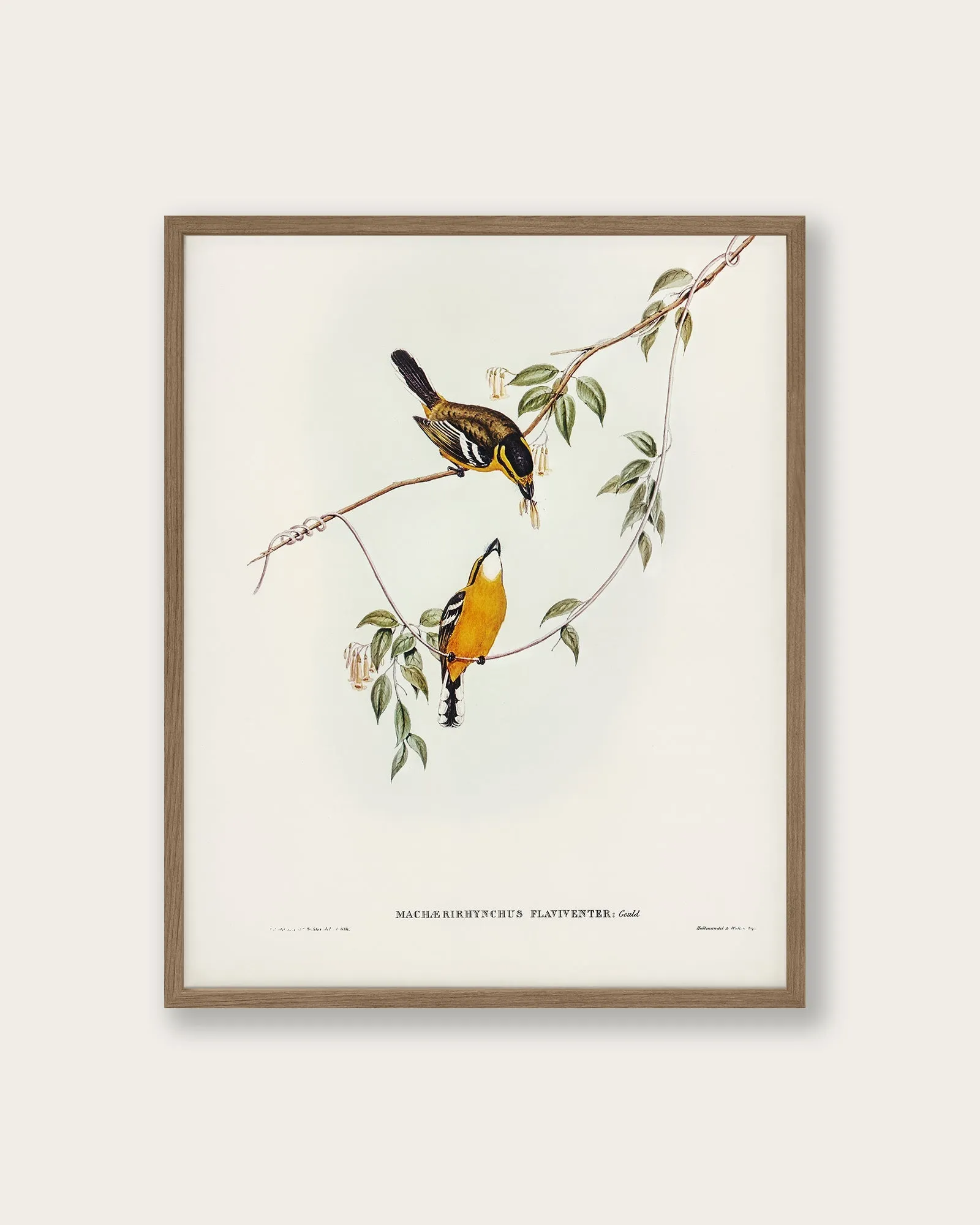 "Yellow-breasted Flycatcher" Art Print